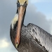 pelican_brown_can_v_0204_mex0214.jpg